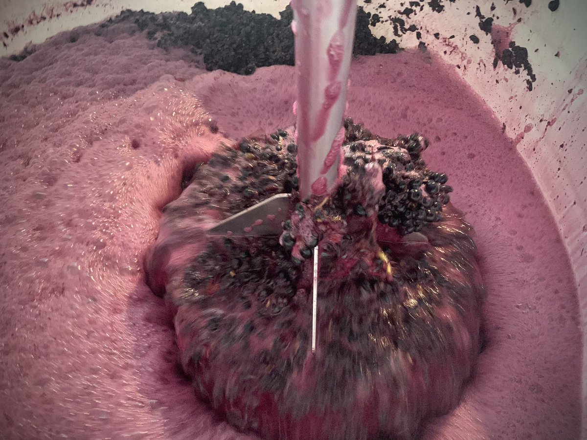 Our Swartland Syrah has finished fermenting and will soak until mid-next week before pressing, whilst our Elgin Syrah is still approx 2 weeks away from being picked. I love the extremes in our South African winemaking areas.