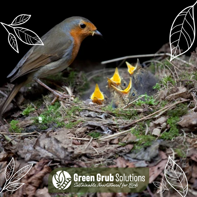 greengrubsuk's tweet photo. Fun Fact: Most robins or song thrushes first lay in April, however, some daredevils audaciously lay in early March or even before, and their young spill out into an unfamiliar world decorated with daffodils, grape hyacinths and fresh but half-grown leaves.

#BirdsSeenIn2022 https://t.co/Ld95gXkVLQ