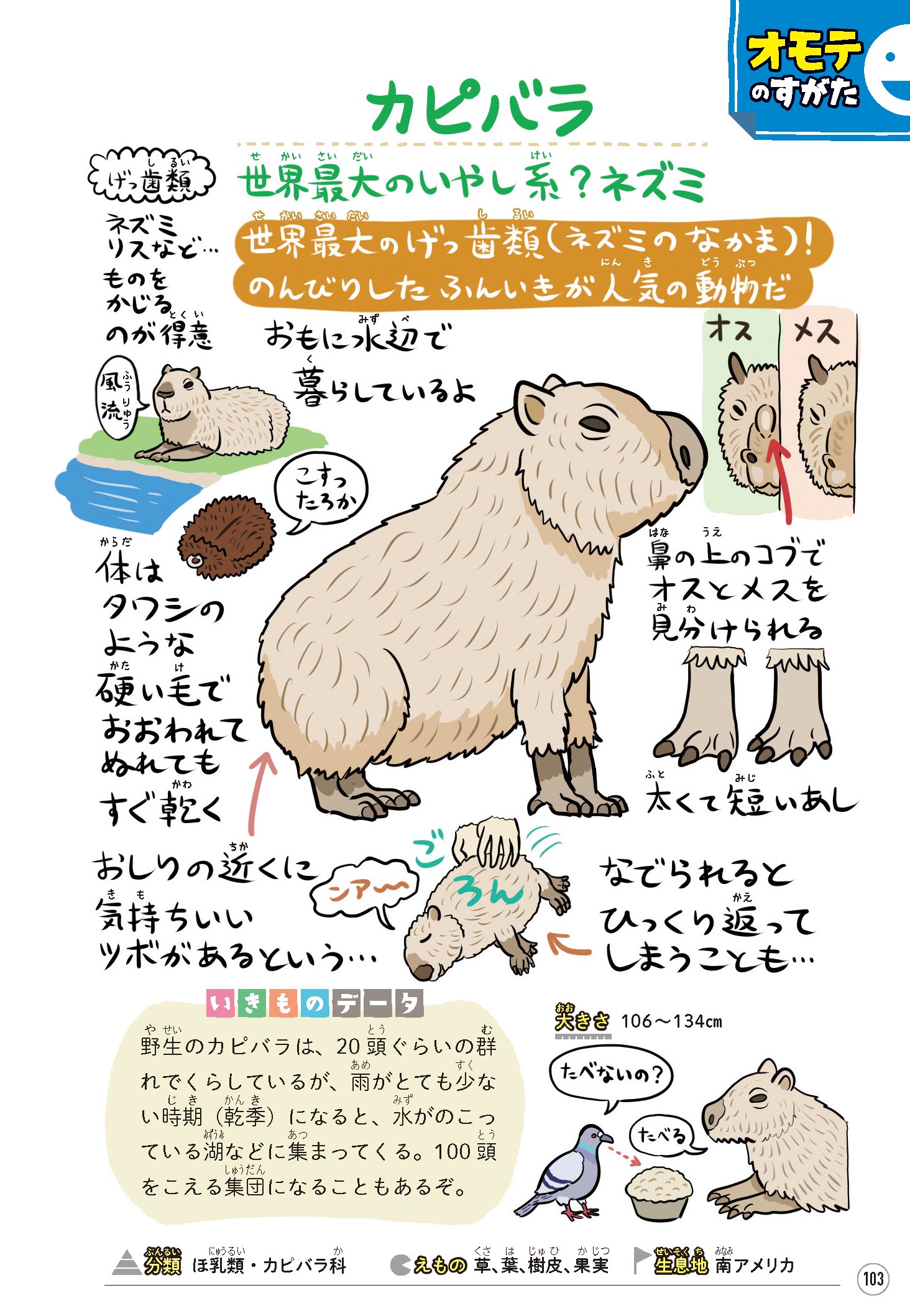 ぬまがさワタリ ゆかいないきもの超図鑑 ３ ８発売 Pixivfanboxで カピバラ おまけ 今週のまとめ3 5 を公開しました 支援者限定 昨日のカピバラ図解のささやかなおまけとして アルゼンチン現地でカピバラのイラストや画像に 茶 マテ茶 が映り