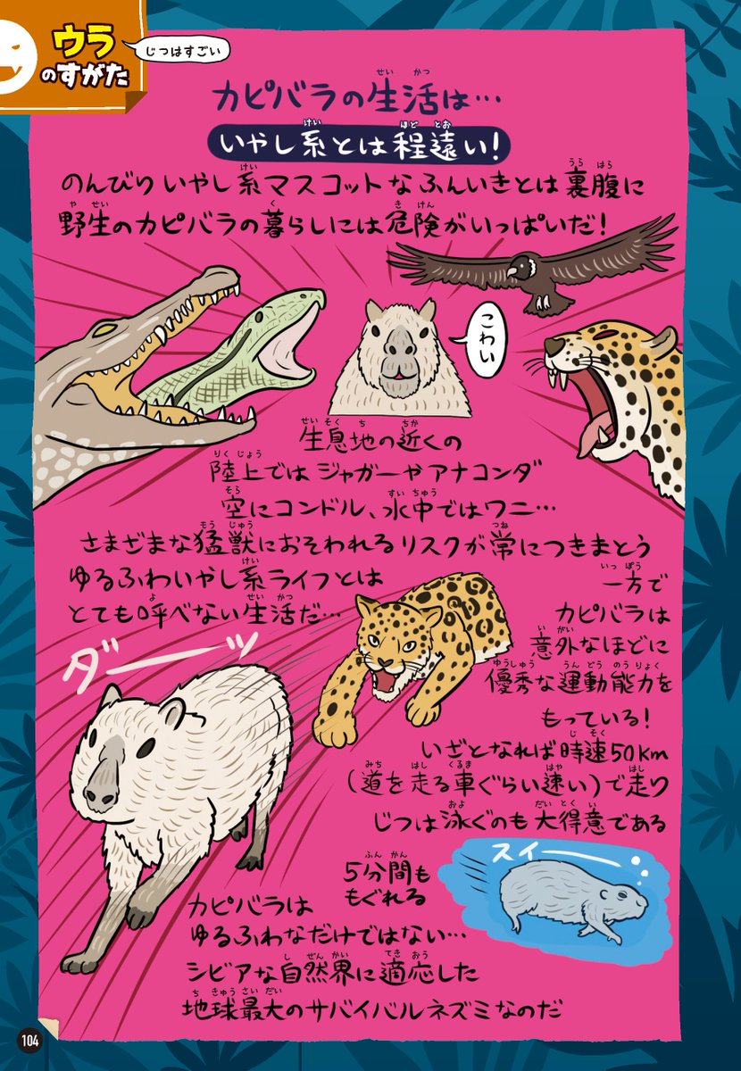 過去作『ゆかいないきもの㊙️図鑑』のカピバラ図解もあわせてどうぞ。日本ではのんびり癒し系アニマルな印象が強いですが、自然界ではたくさんの捕食者たちから逃げ延びる必要があるため、実は高度なサバイブ能力をもつタフな動物です。高級住宅地の金持ちをビビらせてるだけのことはある…? 
