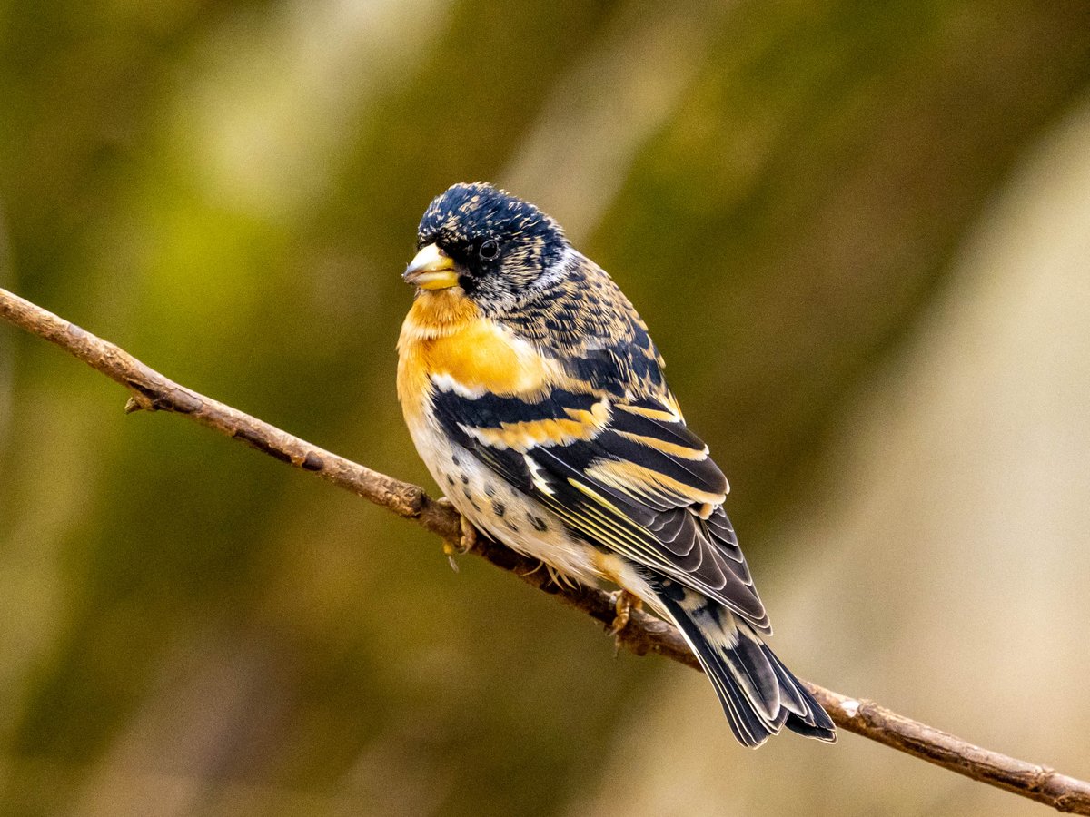 PaulWesson2's tweet photo. Brambling @NTCalkeAbbey https://t.co/YvUT0dDh3l