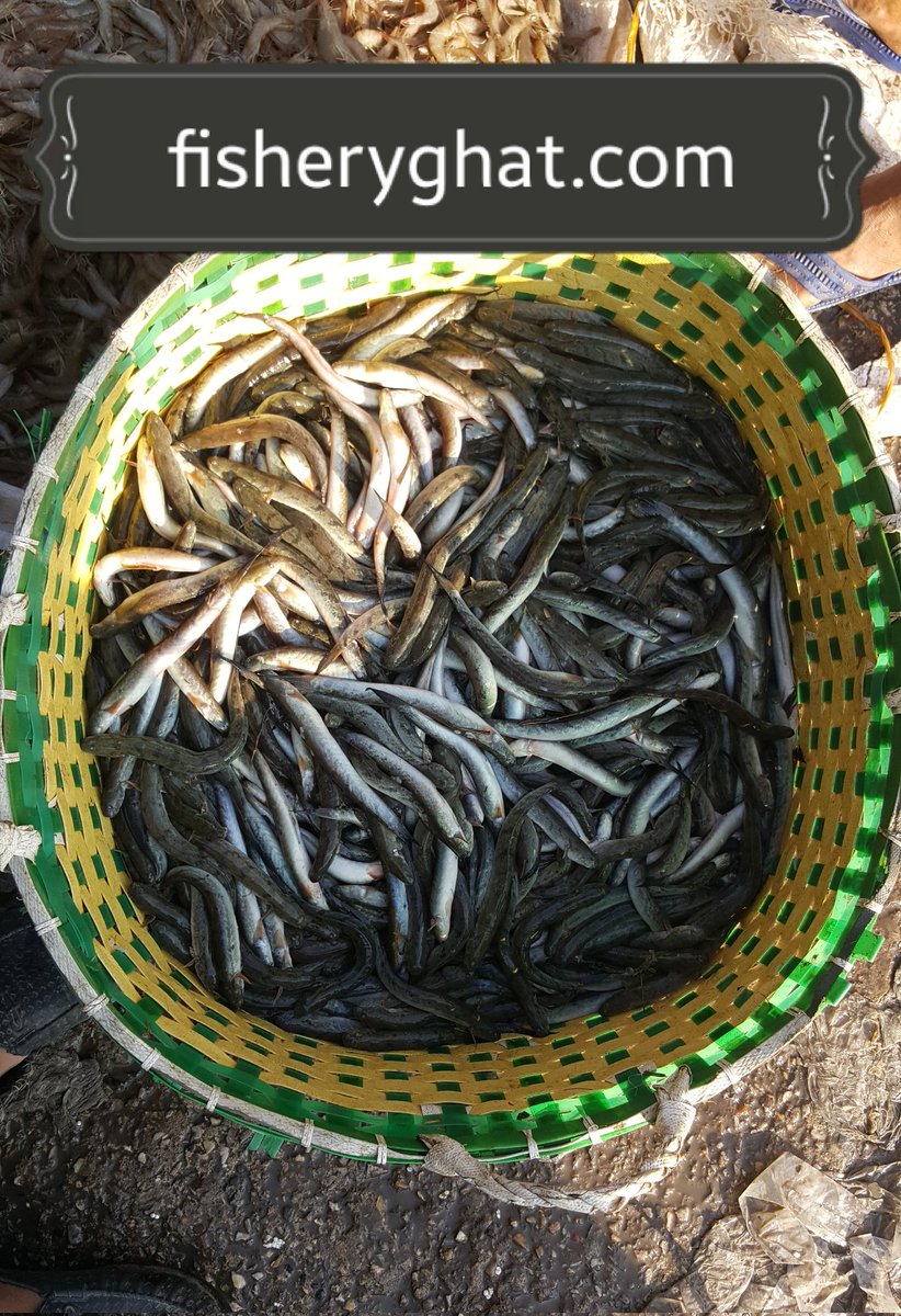 fisheryghat's tweet photo. বাজা‌রে উঠ‌ছে "‌চি‌রিং/‌চেওয়া মাছ";
#organic 
#seafish 
#localfishing https://t.co/kVRFqnKfBD