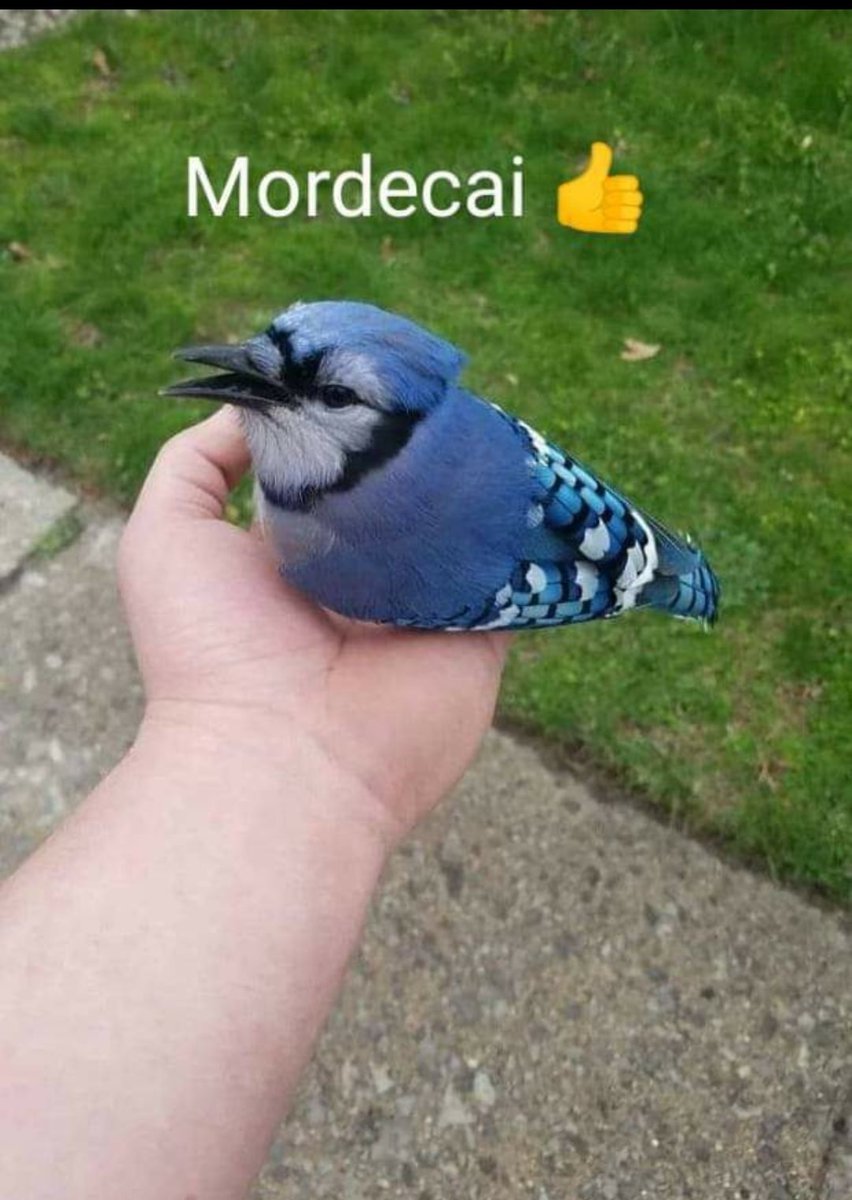 MMdroidy's tweet photo. @SimplesLeigo @FeijoadaSim Agora a crush não tem outra escolha s não ser namorar com ele https://t.co/Lz7OuyHqPj