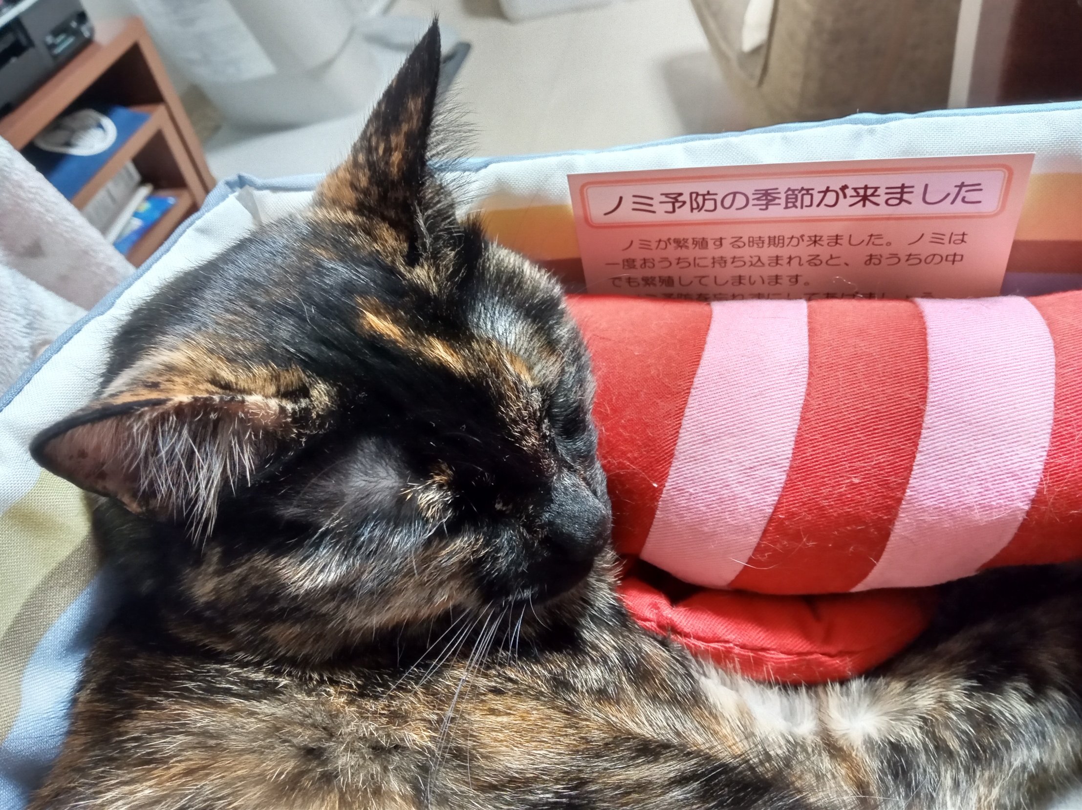 ノミ予防 Twitter Search Twitter
