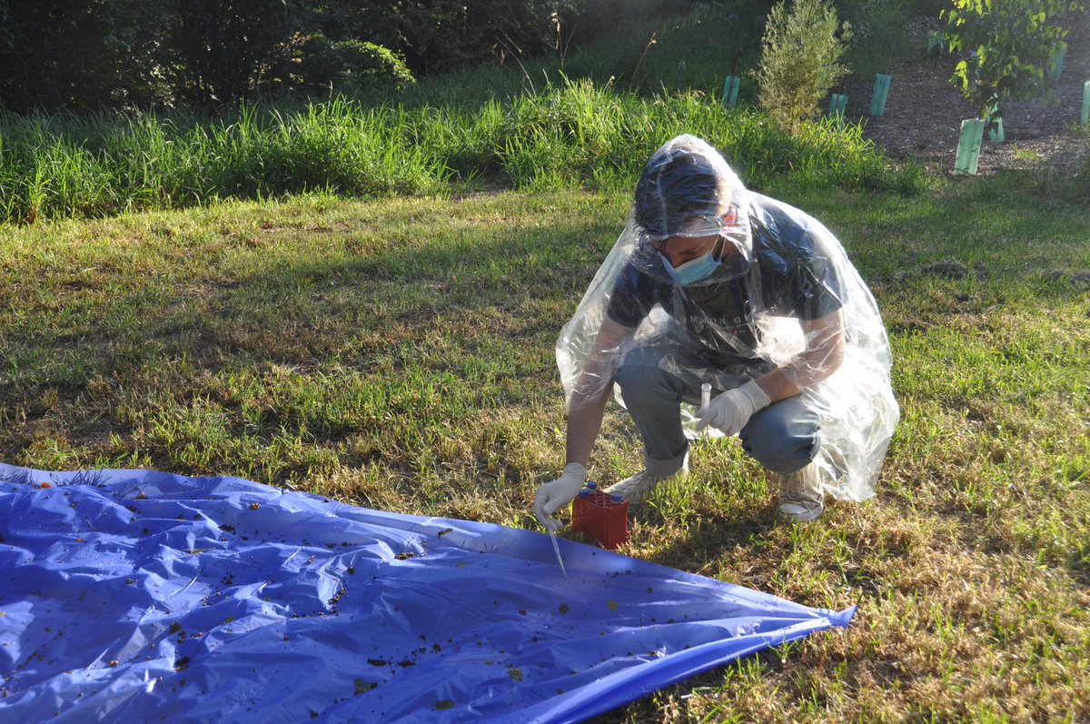 New project in the <a href="/BeardLabUofA/">Michael Beard</a> with my veterinary colleagues. Virus discovery in grey headed flying foxes in the Adelaide parklands. Can be messy at times…..
@UniAdelSciences