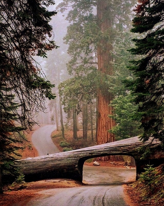 Sequoia National Park