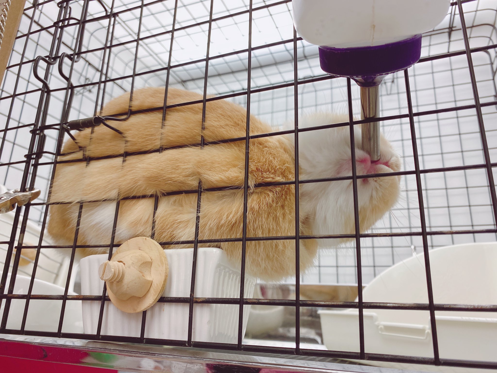 うさぎのしっぽ恵比寿店 Twitter