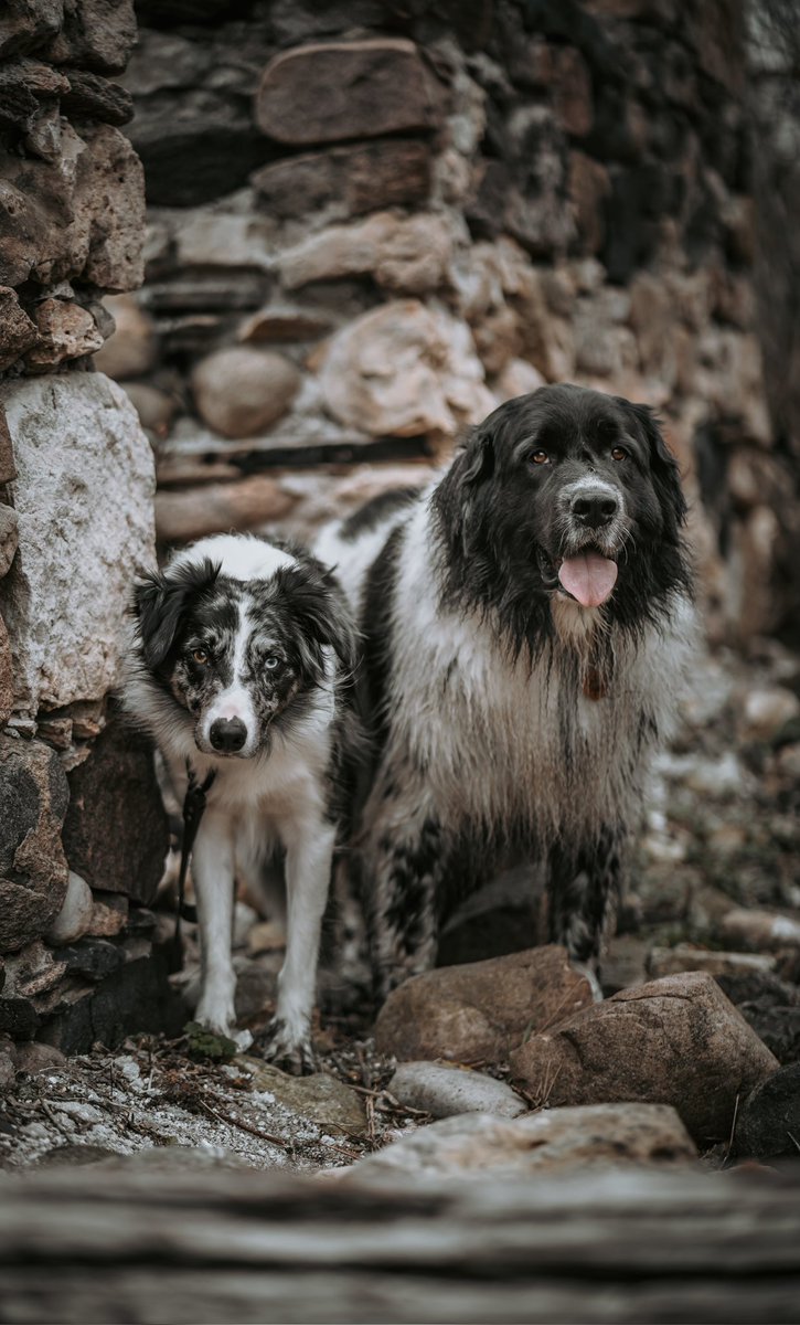 Brb finding all of my photos that deserved a better crop #twitterdogcommunity
