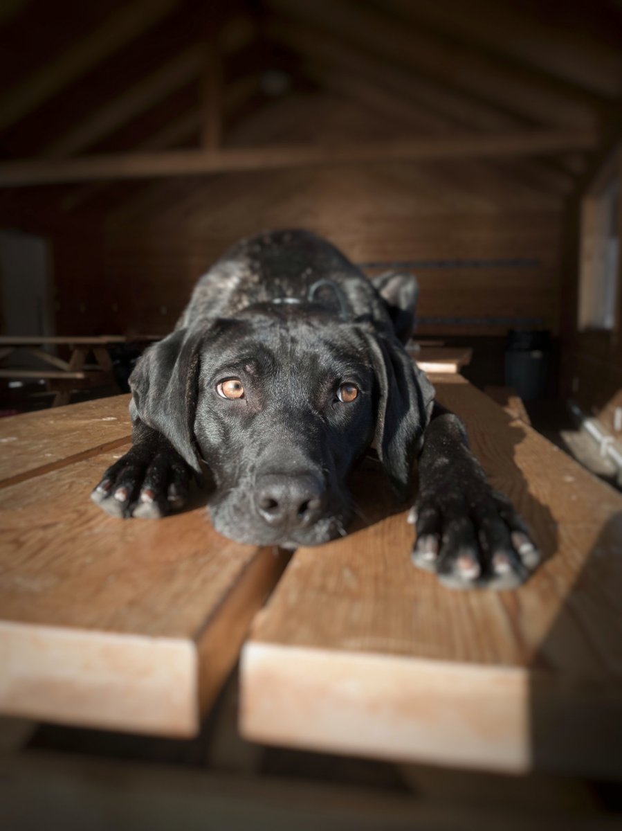 Everest's face when he learns his photography break is over and I'm feeling more inspiration now that things might get some engagement