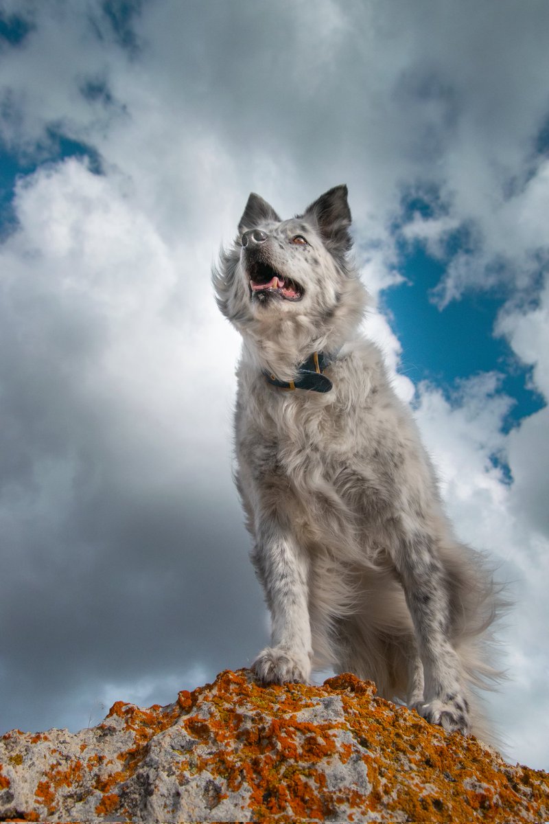 Hey everyone!! I saw that everyone started to leave Instagram for the #twitterdogcommunity 👀 

So here we are! We'll see how this goes! If I'm being completely honest I have no idea how to even use Twitter 😂