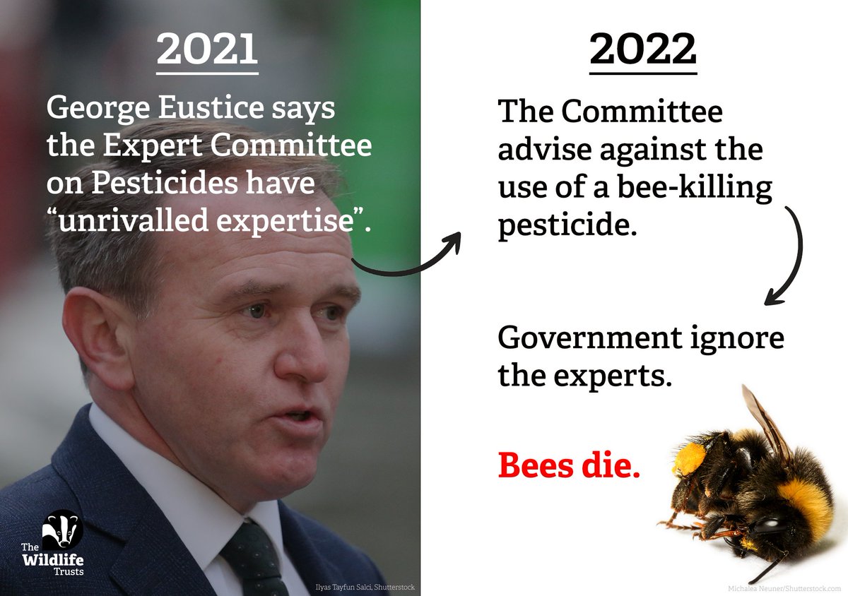 WildlifeTrusts's tweet photo. URGENT! There are just FOUR DAYS left for the Government to withdraw their approval for bee-killing neonics before it is too late. Please tweet your MP now and tell them #NoMoreNeonics!
https://t.co/SDPYzWT7Oc https://t.co/BBJ98ggdb9