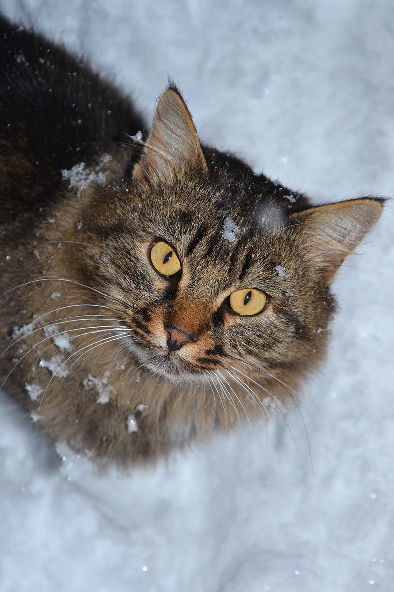 Happy Friday and a beautiful weekend dear friends…☃️❄️😻 #GoodMorningEveryone 🌷 #HappyWeekend ☃️ #CoffeeTime ☕️ #catlovers 🐈 #StayPositive 💗 #BeKindAlways 🌸