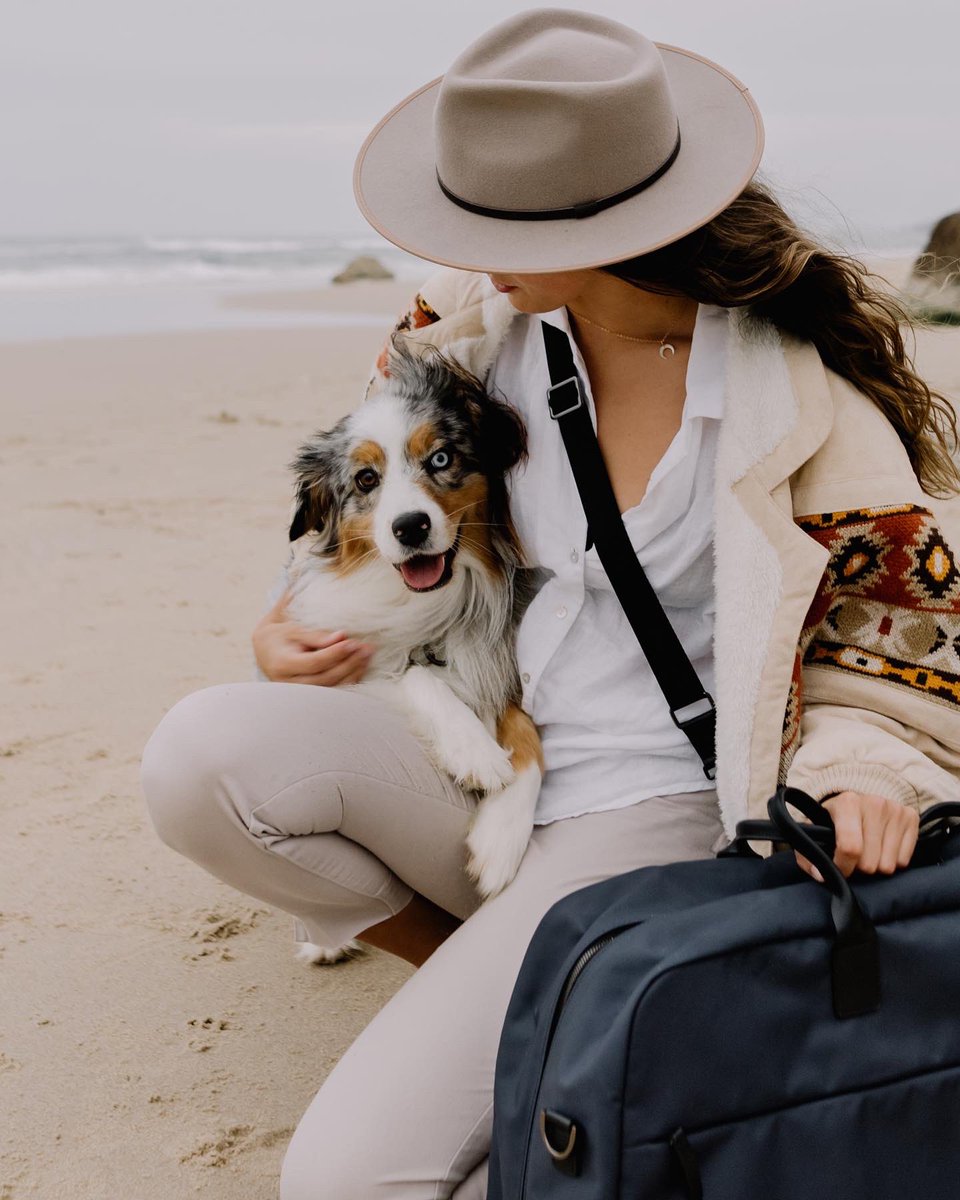 When #dogsofinstagram pack their bags to join the #twitterdogcommunity