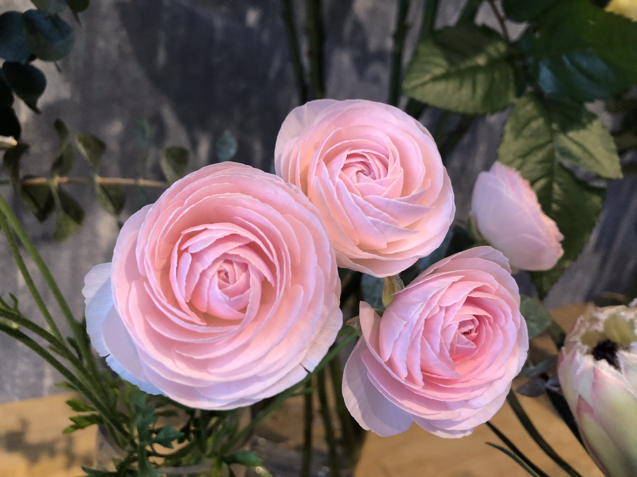 ユアサ園芸 花屋 Flowers 花のある暮らし 群馬 プロテア ラナンキュラス Twitter