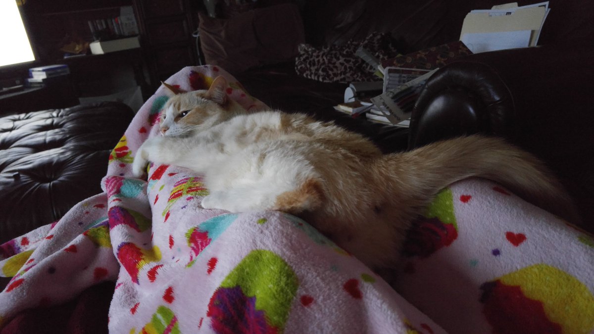 Amalgrim's tweet photo. @seananmcguire A marshmallow for these trying times https://t.co/8jqmh8YsBR