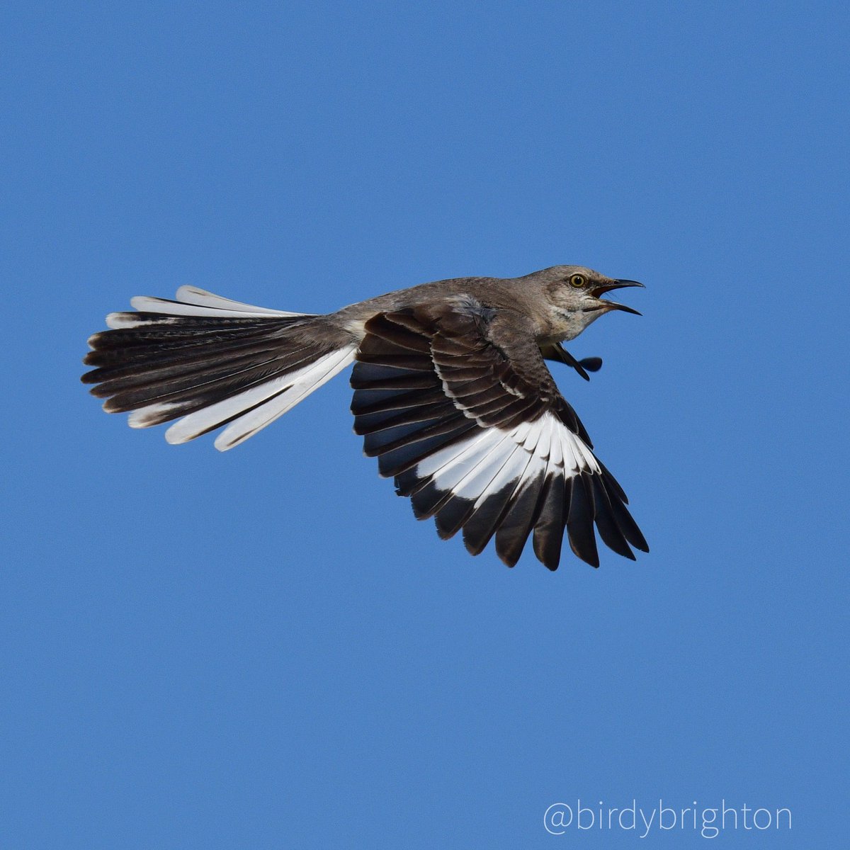 BirdyBrighton's tweet photo. @kristinadeckert Oh Oh! Throw me in the mix! 😊👍 https://t.co/fnC1RXdg10
