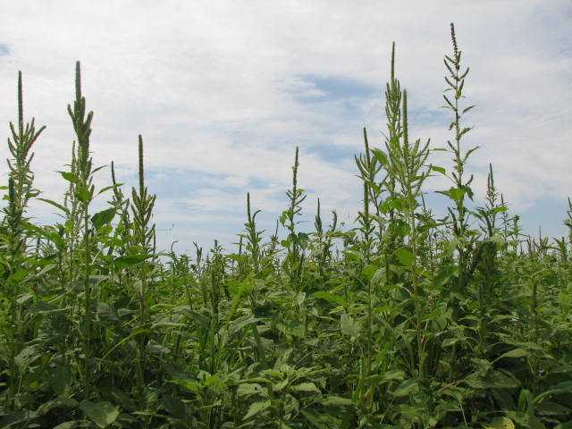TBararpour's tweet photo. Palmer amaranth Land
@MSUExtForestry @MSUExtForestry @MSUExtService @MSU_AG @DREC https://t.co/YY8Tr3Otyj