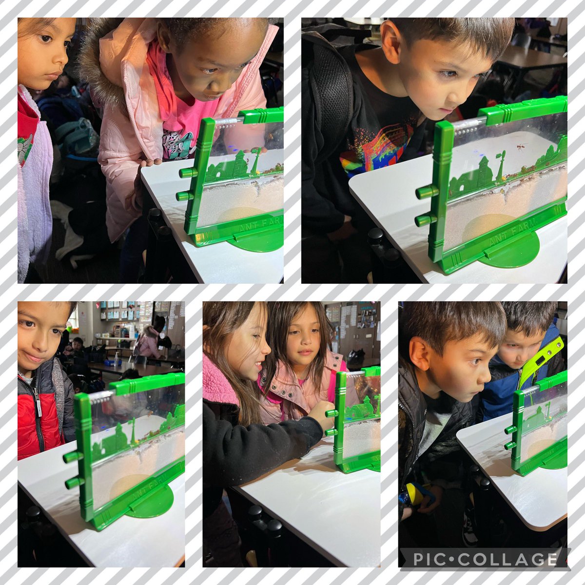 The kids loved the new addition to our classroom! Can’t wait to see what it looks like tomorrow! #antfarm <a href="/WoodardCFISD/">Woodard Elementary</a>