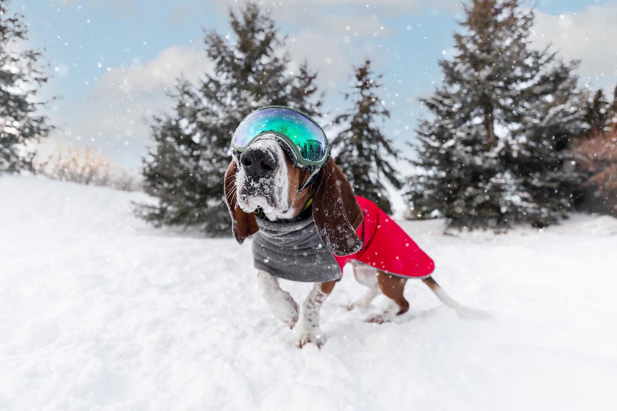 Aroooo! Decided to come on over and check out the #dogsoftwitter world.