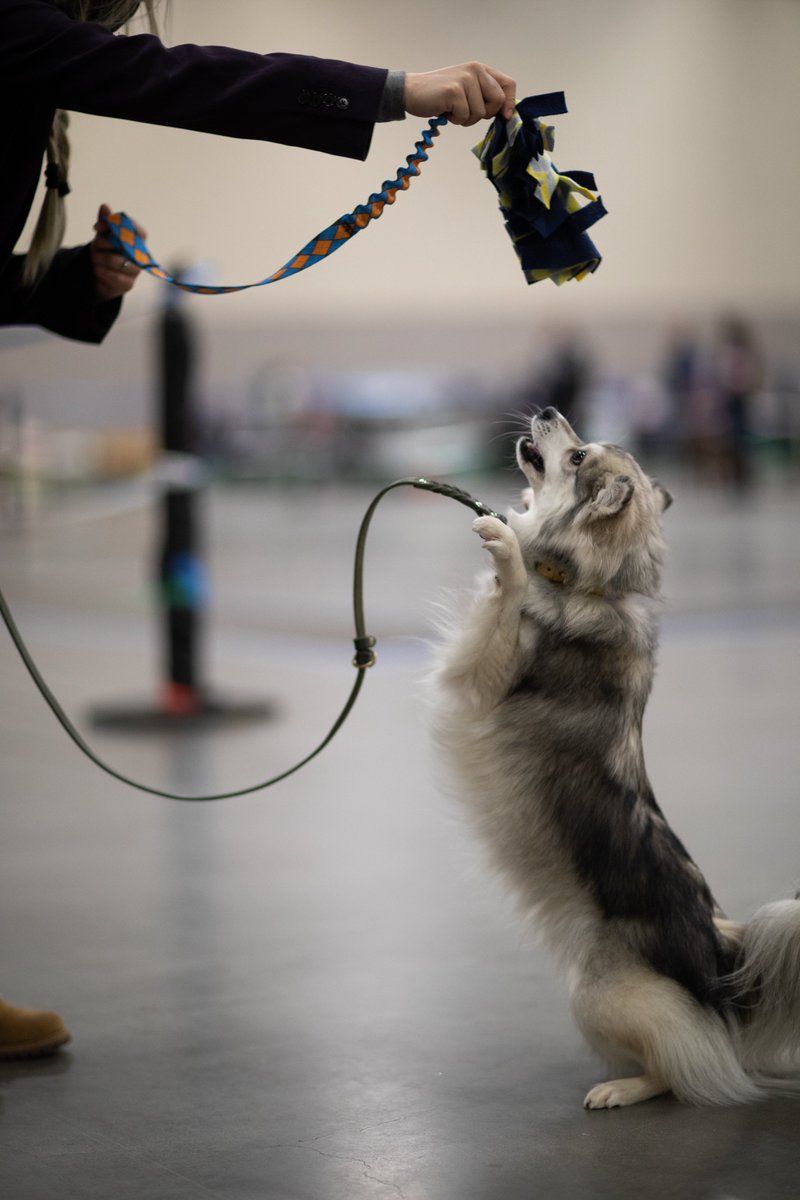 Salina | Kouki & Miko 🐺 tweet media