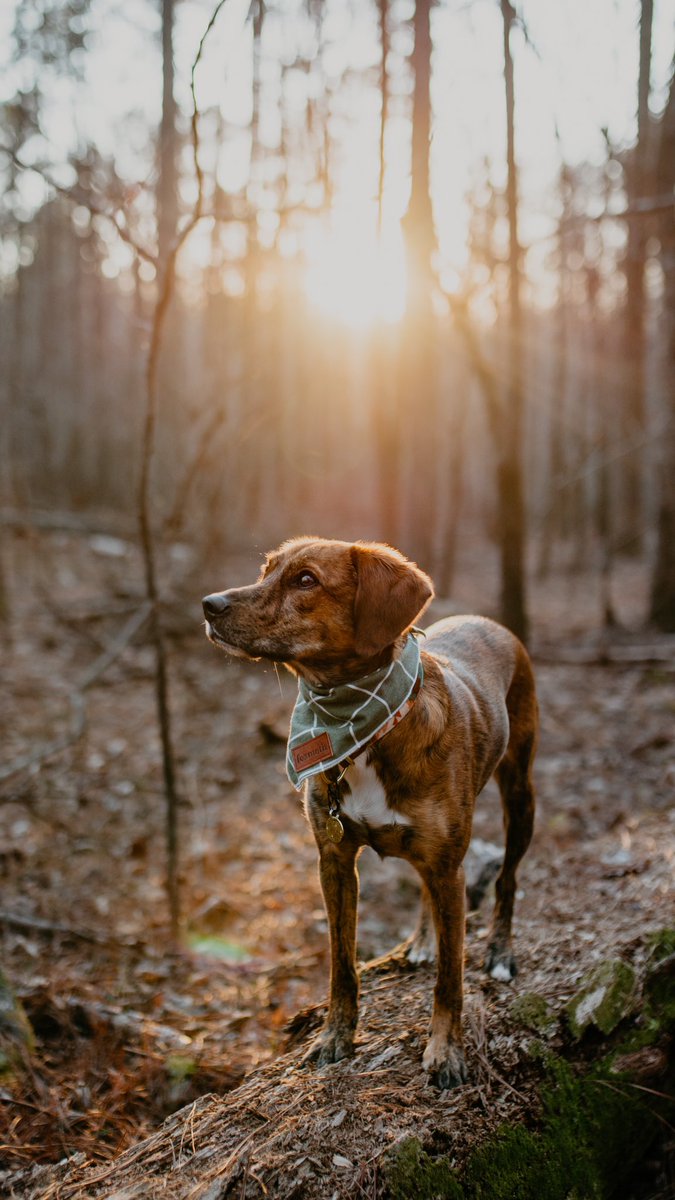 What’s up Twitter 👋 Tahoe &amp; Marissa here!
Influenced by <a href="/thegoodmutt/">thegoodmutt</a>