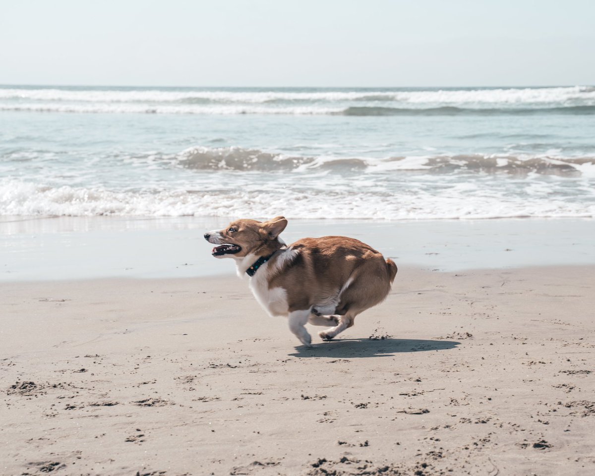 Running to make a Twitter for my dog like
#dogsoftwitter