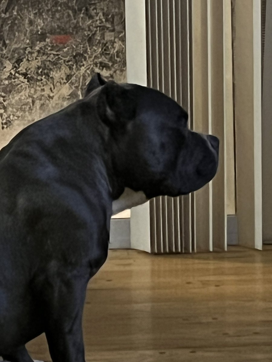 CoachReedLive's tweet image. Muscled up with tight skin, and a hammer head #americanbully #abkc #abkcbully #abkcworldwide🌐 #bloodlines #razorsedge #razorsedgebloodline #gottilinebully #dogsofinstagram #dogs