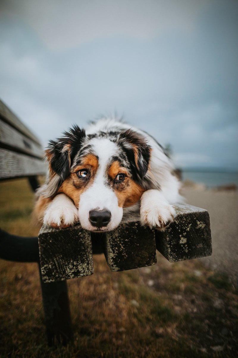 KODA + MELISSA tweet media