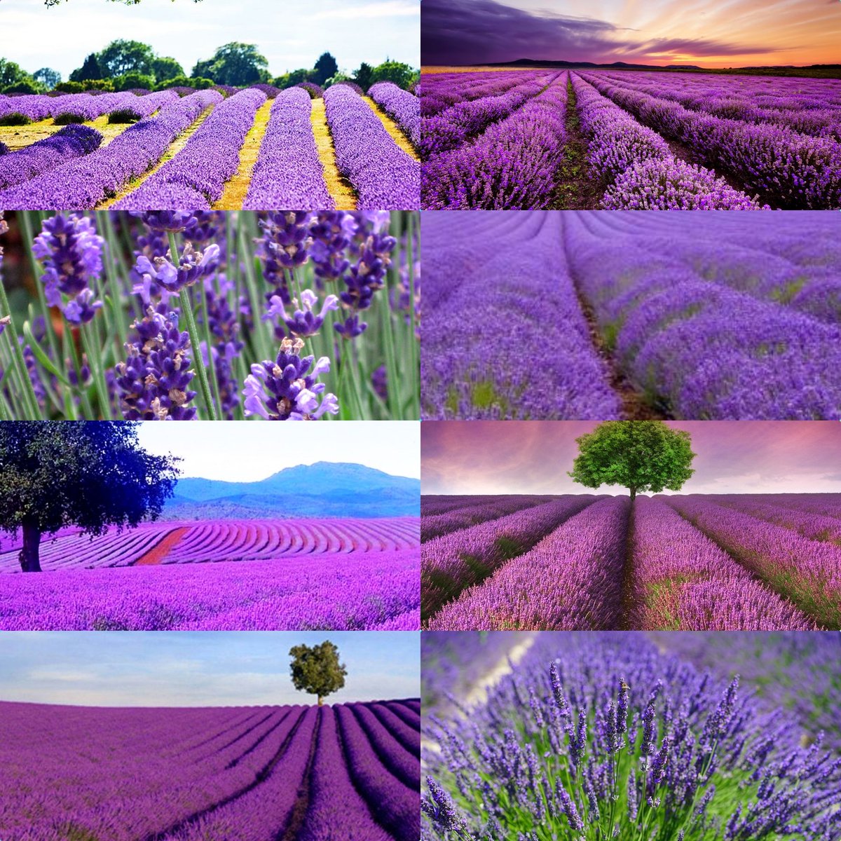 Turkey lavender gardens 🇹🇷