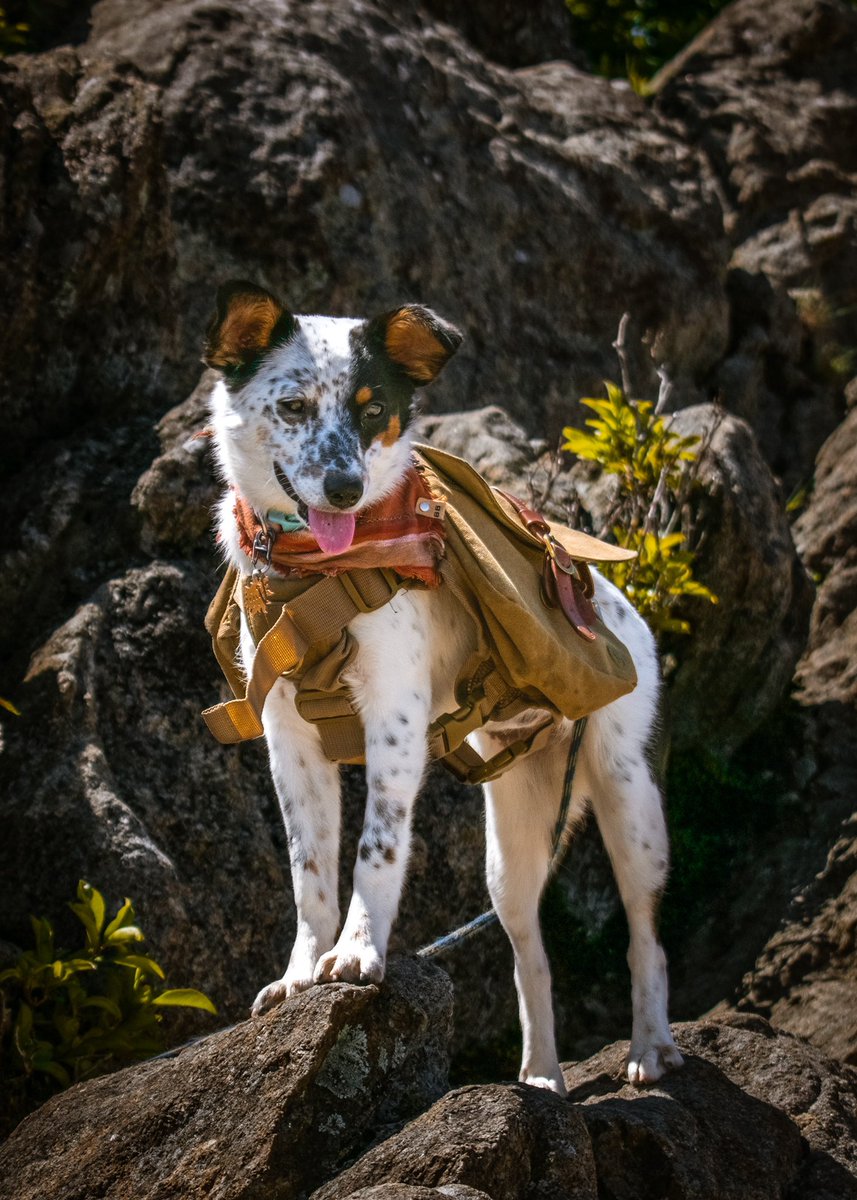 Who wore it better?? Vinny at 8 months Riley at 6.5! Same bandana similar backpack 😁