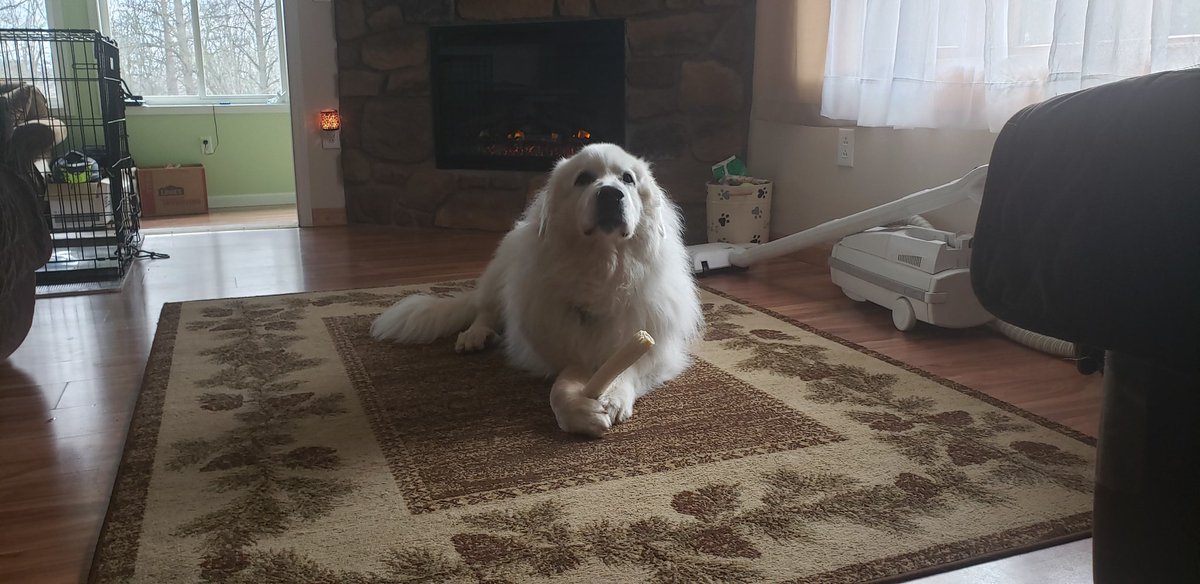 Goodbye Mr Scoo, You were the best!