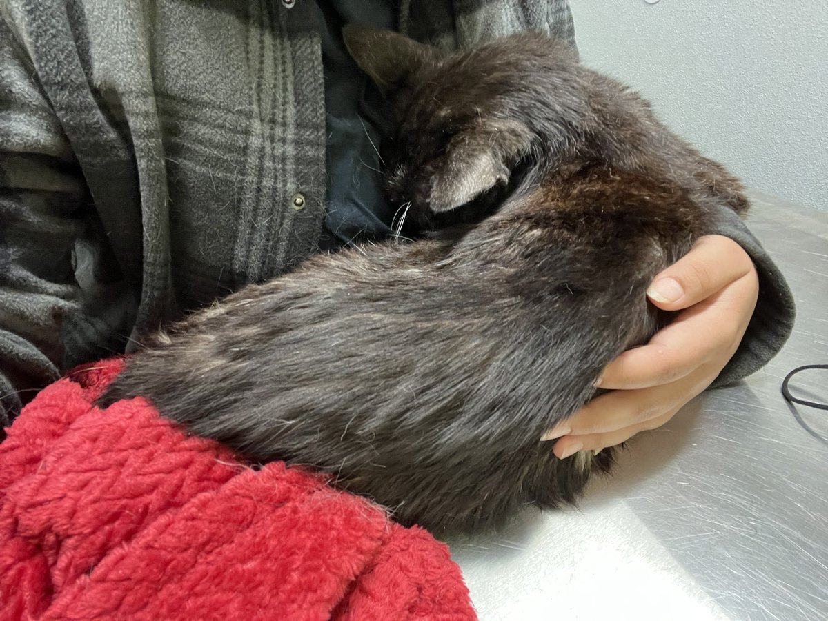ImBabyTato's tweet photo. Said goodbye to my best friend today, he passed on in my arms. 

R.I.P Tuxedo 09/04/08 - 02/24/22
You’ll be dearly missed old friend https://t.co/VQidkPFEjt