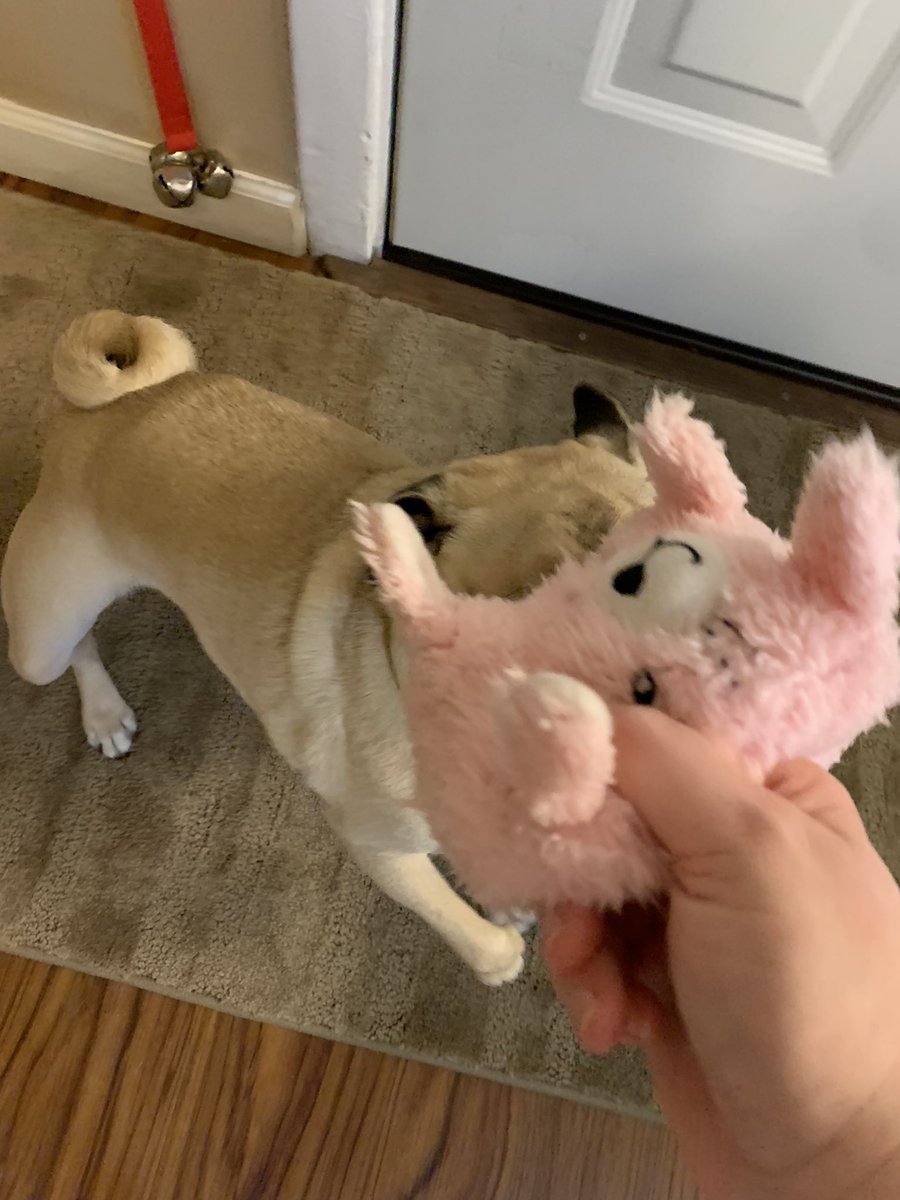 Lt. Petunia Mae Parker 🐷🐑 tweet media