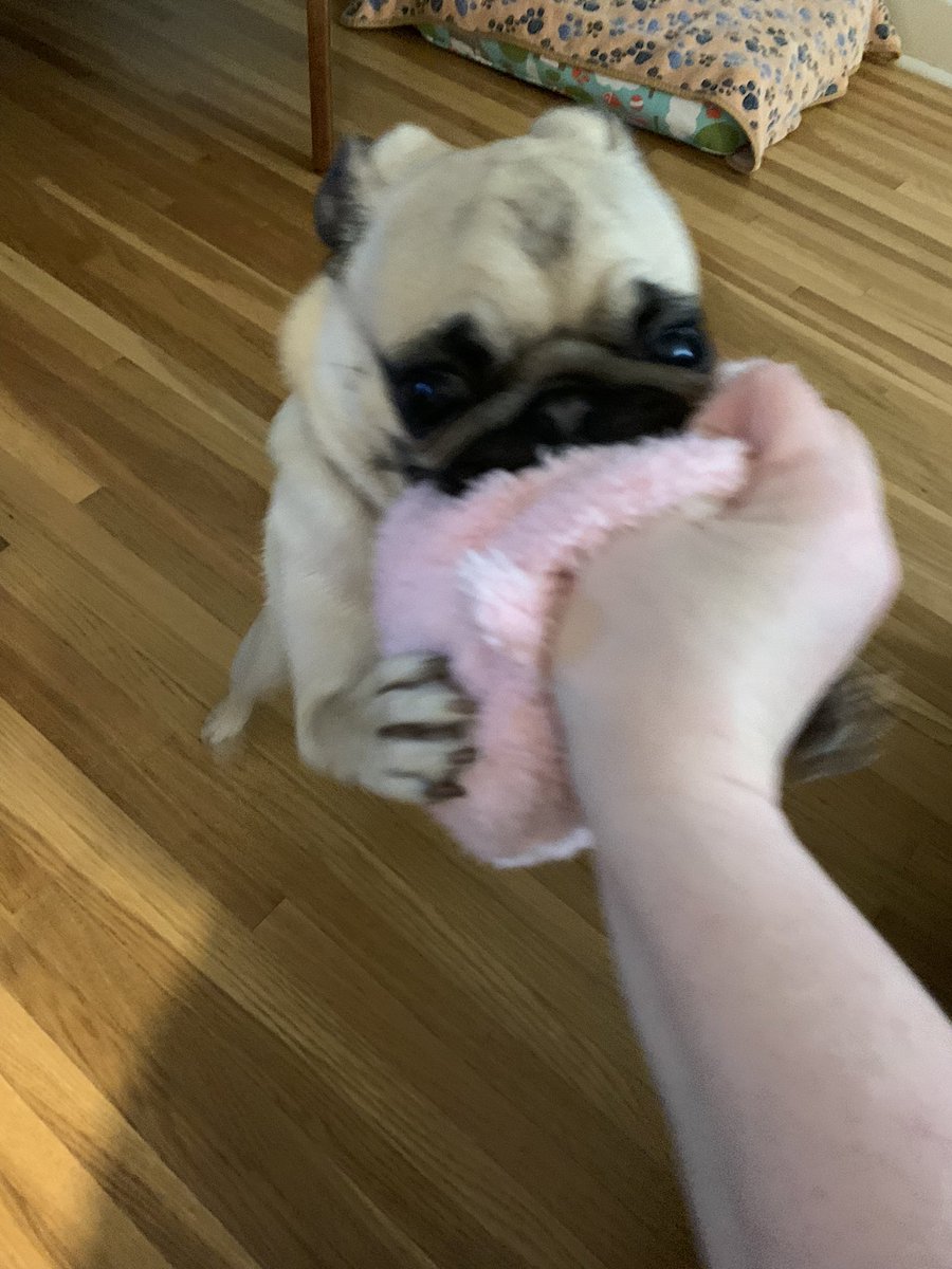 Lt. Petunia Mae Parker 🐷🐑 tweet media