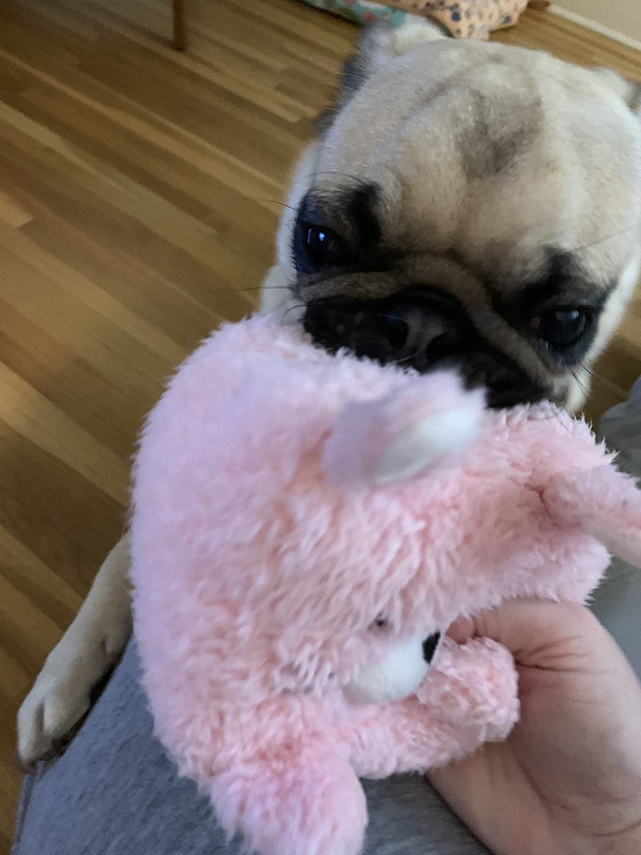 Lt. Petunia Mae Parker 🐷🐑 tweet media