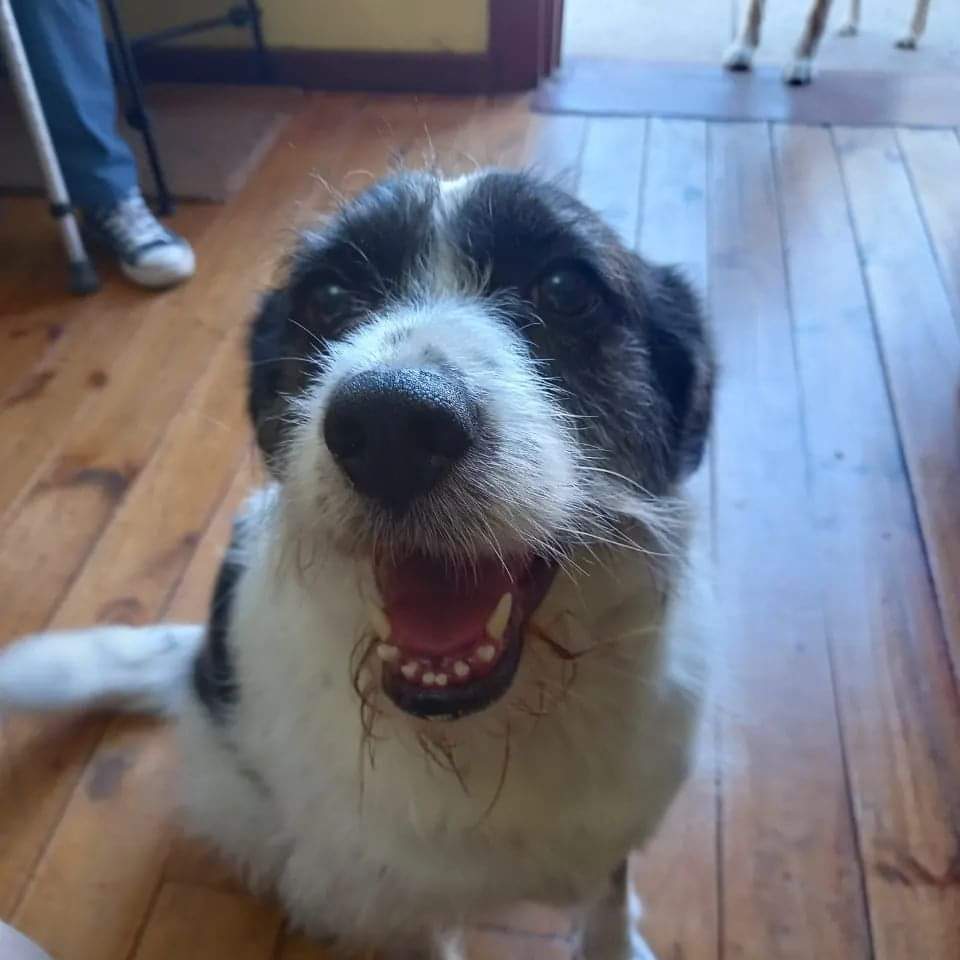 AnimalParaiso's tweet photo. La mamá humana de esta hermosura falleció y no hay quién que la acoja, le están buscando una nueva familia que la cuide, si están pensando en adoptar, piensen en ella. Está esterilizada. Se encuentra en Viña del Mar.

Contacto al cel. +56 9 8894 4527.

Se agradece difundir. 🙏 https://t.co/utR0hewXiU