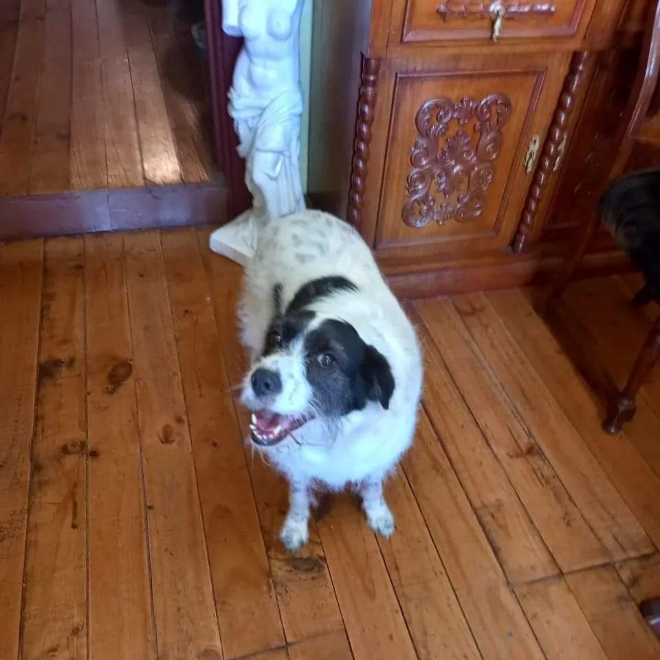 AnimalParaiso's tweet photo. La mamá humana de esta hermosura falleció y no hay quién que la acoja, le están buscando una nueva familia que la cuide, si están pensando en adoptar, piensen en ella. Está esterilizada. Se encuentra en Viña del Mar.

Contacto al cel. +56 9 8894 4527.

Se agradece difundir. 🙏 https://t.co/utR0hewXiU