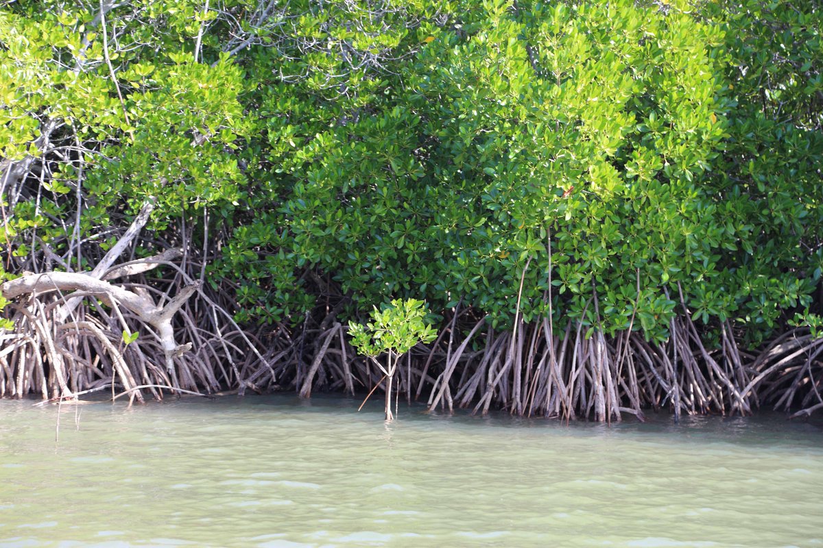 Congratulates to @NLC_74 on the newly registered company, the Aboriginal Sea Company (ASC). This will see Land Council’s working together to deliver an entity with the ability 2 enter into commercial enterprises and engage in commercial activity.  bit.ly/3HklnVw