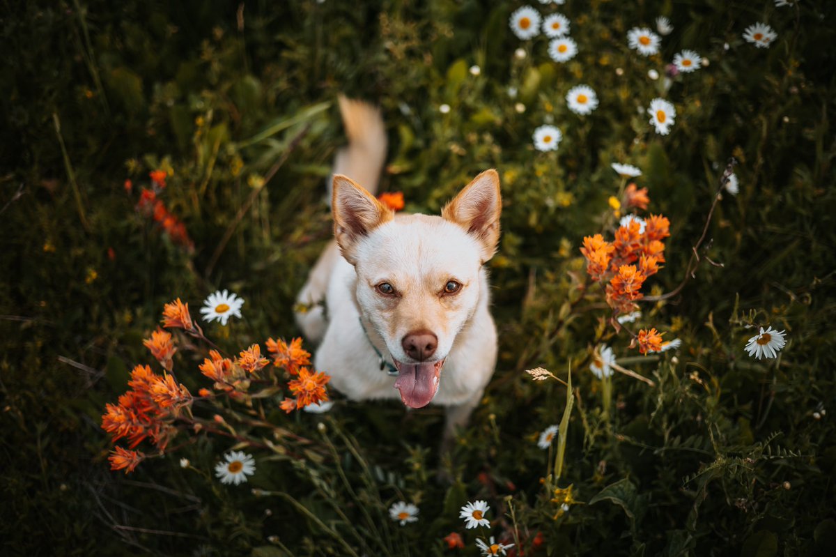 Best excuse to repost old favourites 🙌 Were they posted on IG? Yes, but no one saw them anyways 🙃 #dogsoftwitter #dogphotography #dogphotographer #canon