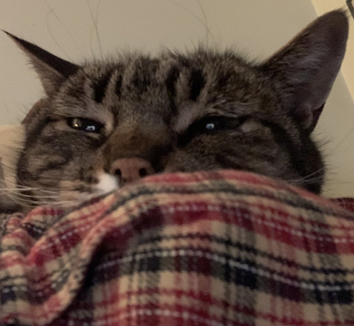 delpiombomusica's tweet image. 😻😻😻 #CatsLivesMatter #Cat #Caturday #CatsOfTwitter