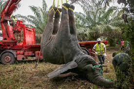 QinweiS's tweet photo. #39canimals  
Habitat loss and conflict with people are the biggest threats for elephants' population. In Africa and Asia, elephant habitat is being replaced by agriculture. https://t.co/YUjEvrPEyj