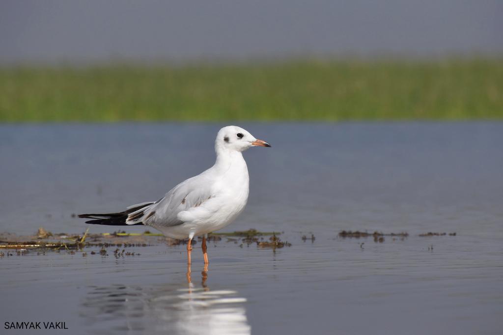 Black-headed Gull - non-breeding adult (Chrolcocephalus ridlbundus) #IndiAves #birdwatching #BirdsSeenIn2021 #Nalsarovar