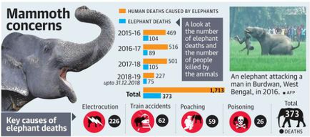QinweiS's tweet photo. #39canimals 
Electrocution became the number one reason why elephants are dying, primarily due to damaged power lines or illegal electric fences in countries like India. https://t.co/WQqSdXb8cL