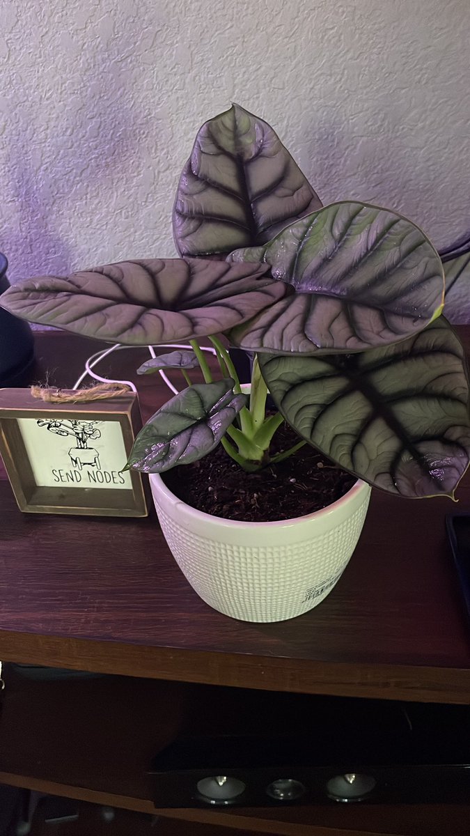Bitanical_Grdns's tweet photo. Alocasia Silver Dragon is an extraordinary plant that is considered more difficult to find (and therefore rare) as an indoor plant. With remarkable silvery, textured leaves, this plant is named for the foliage that resembles dragon scales. #nft #nfts #art #plants #rare https://t.co/rGv7hc6kG4