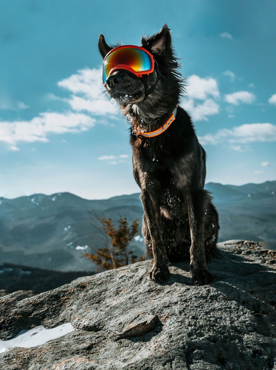 beastsinthenortheast tweet media