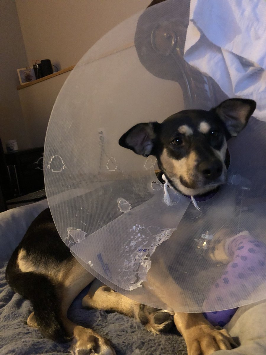 Watching my favorite show <a href="/PsychPeacock/">Psych on Peacock</a> after a long day at the vet.

#healing #dogsoftwitter