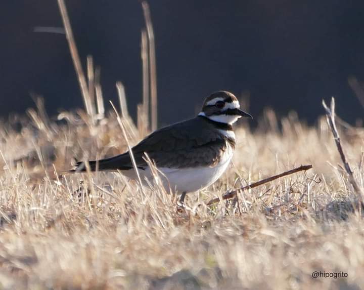hipogrito's tweet photo. First Killdeer I see this year. Theoretically they are Long Island  all-year residents but I don't really see them in the Winter. 
#thegroundhogwaswrong
#birds #birdwatching #birding https://t.co/isf9Cgdzby