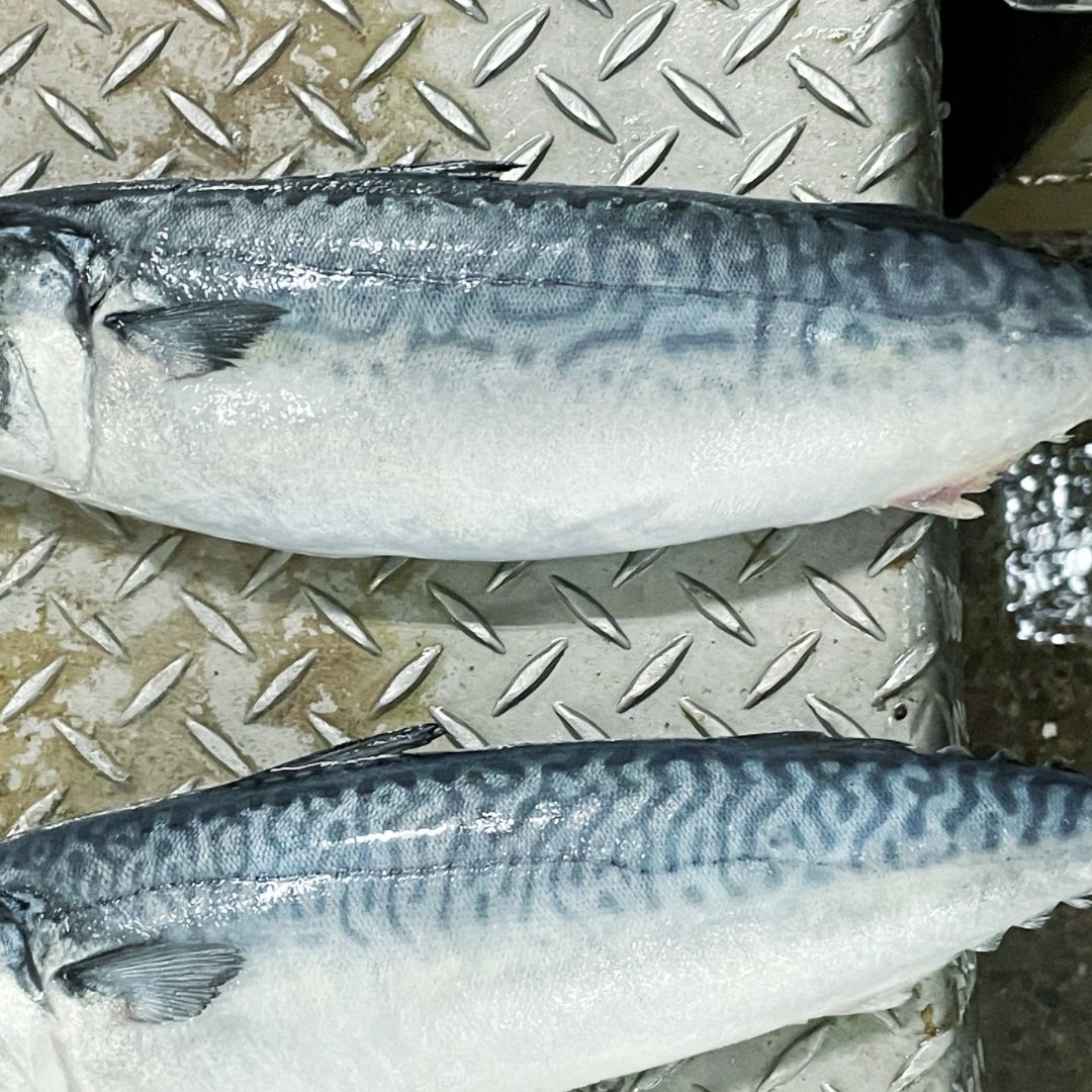 神栖市観光協会 Rt Takagishouten11 髙木商店の自社商品は マサバ を使っています 日本で主に食べられているのは マサバ ゴマさば ノルウェーさば の３種類 マサバ は体側面にある波状のまだら模様が特徴 冬に旬を迎えるので 冬に獲れる