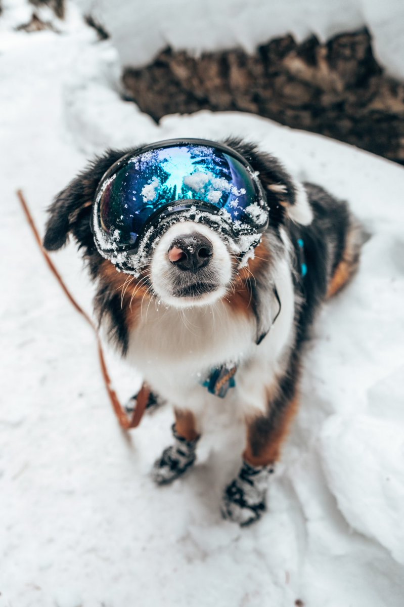 Apollo takes on twitter! It’s 2022 so why not? #dogsoftwitter #dogsofinstagram #twitterdogcommunity #dogphotography