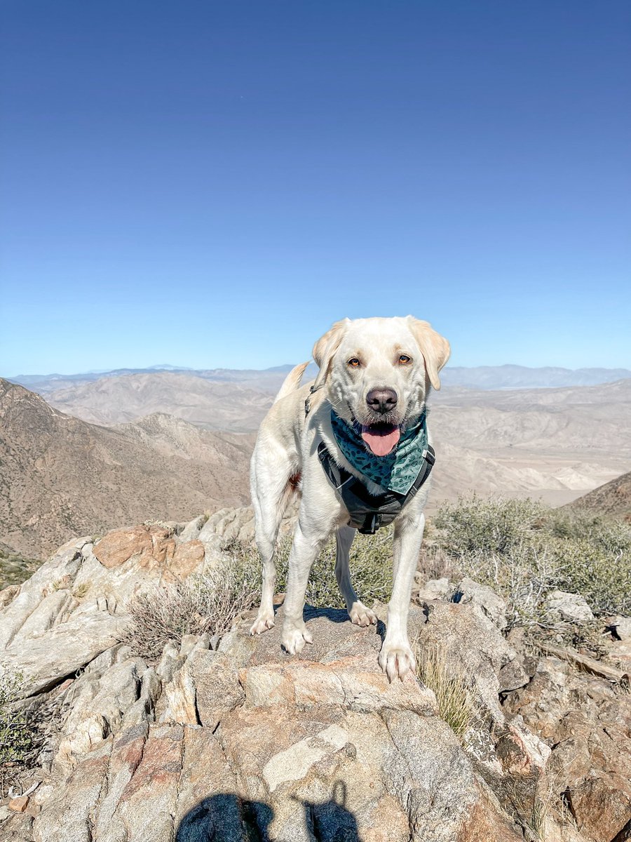 dognamedbrewski's tweet photo. @dogdaily_ So excited to be here! Brewski is a 5 year old labrador from San Diego! https://t.co/mj2nY73CGO